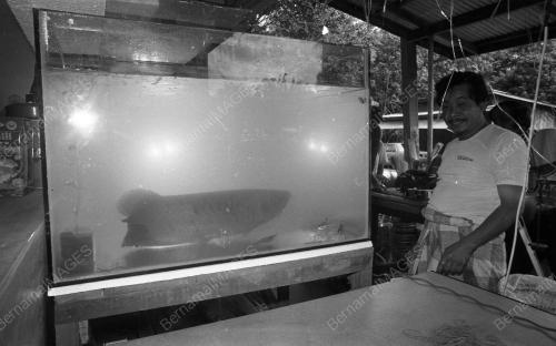KB02_05032019_IKAN_AROWANA
