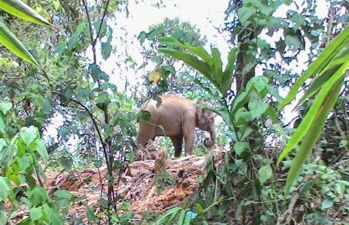 KB02_05092016_GAJAH_LIAR