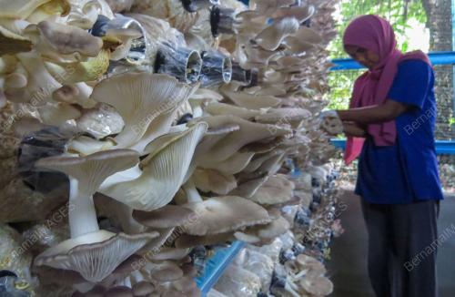 CENDAWAN TIRAM KELABU ORANG ASLI