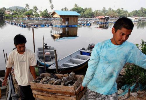 PENTERNAK IKAN AIR PAYAR