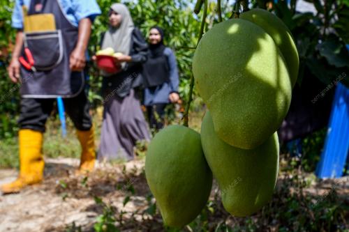 HARUMANIS BACHOK