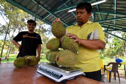 DURIAN KUNYIT