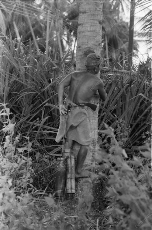 NIRA KELAPA