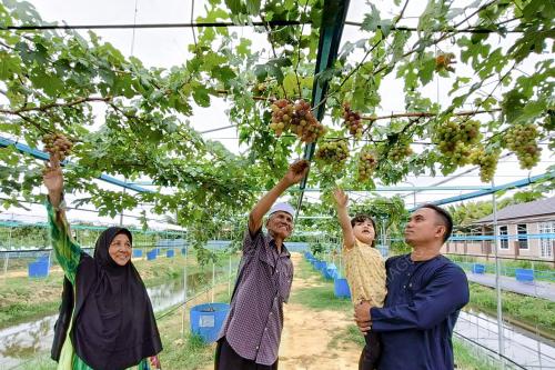 ANGGUR KAMPUNG BELUKAR