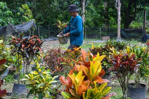 POKOK PUDING