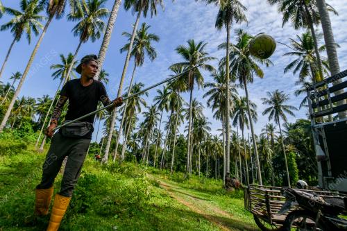 PEMBORONG_KELAPA