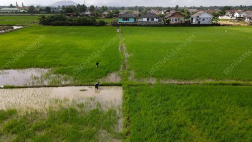 TINJAUAN AKTIVITI PESAWAH KOTA BHARU