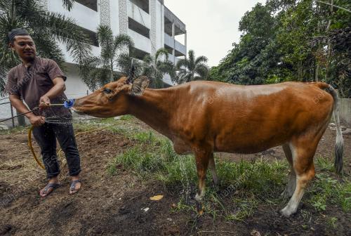 KB02_09082019_LEMBU