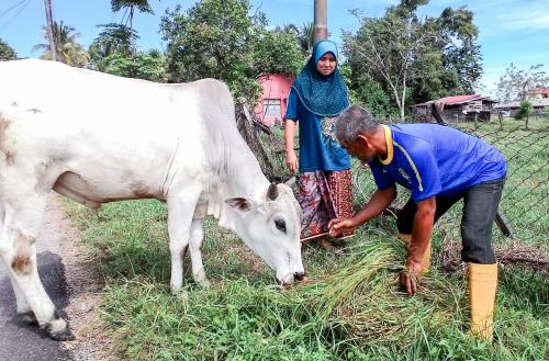 KB02_10092016_LEMBU