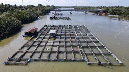 PENTERNAKAN IKAN DALAM SANGKAR