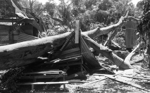 KB02_11082015_POKOK_TUMBANG