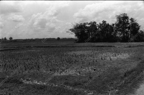 KEMARAU