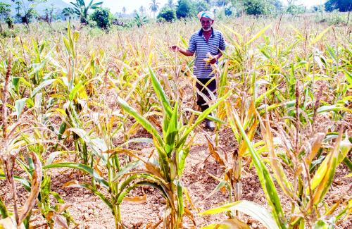 KB02_12052016_JAGUNG