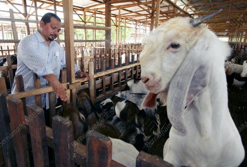 PROJEK TERNAKAN KAMBING
