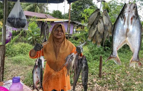 IKAN DARAT