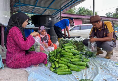 PROJEK TIMUN PPK GUA MUSANG