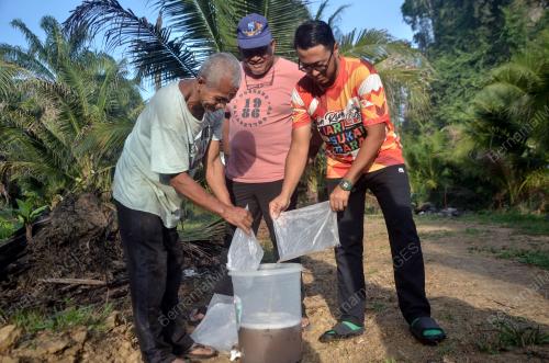 AIR TUAK KELAPA PANDAN