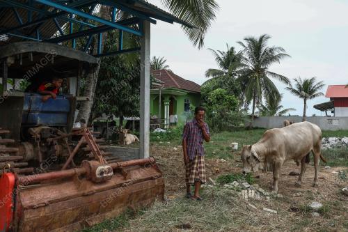 LEMBU TERNAKAN KORBAN