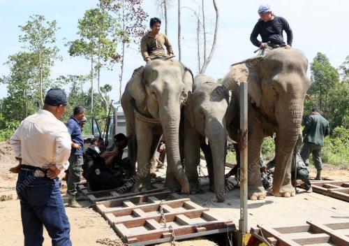 GAJAH LIAR
