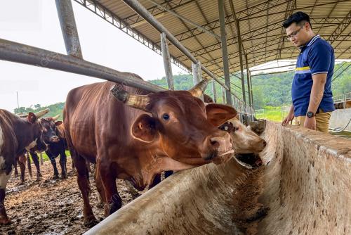 LEMBU KORBAN KDSB