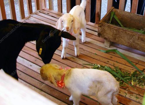 KACUKAN BOER DAN BLACK BENGAL