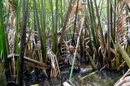 KB02_18072016_DAUN_NIPAH