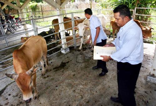 LEMBU