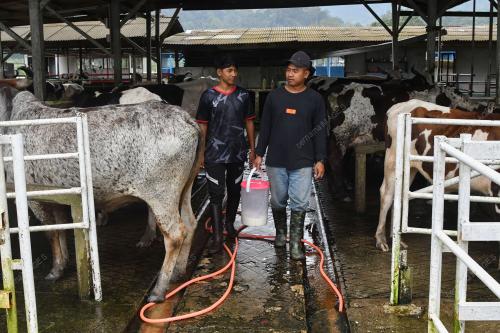 KB02_20012026_SUSU_LEMBU
