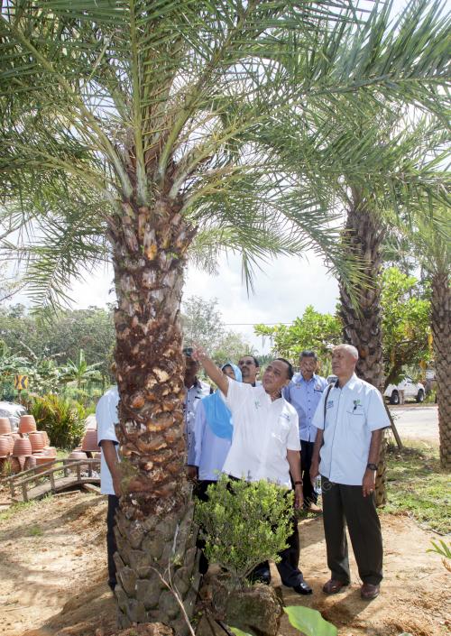 KB02_20022016_KUMBANG_PALMA