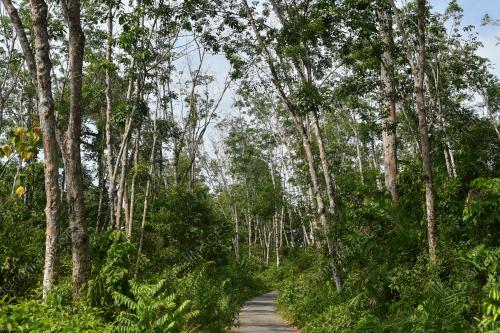 KEBUN GETAH TERBIAR