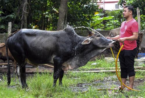 KB02_20082018_LEMBU_KORBAN