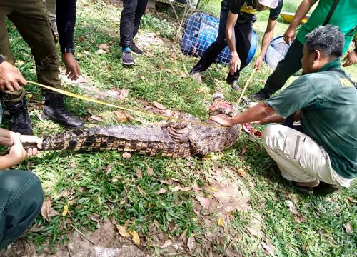 BUAYA DI KAMPUNG TOK AJI