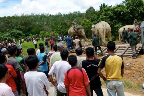 GAJAH LIAR