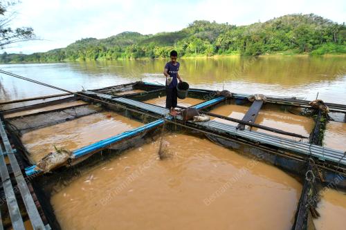 PENTERNAK IKAN SANGKAR