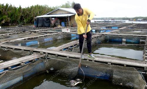 IKAN SANGKAR MATI