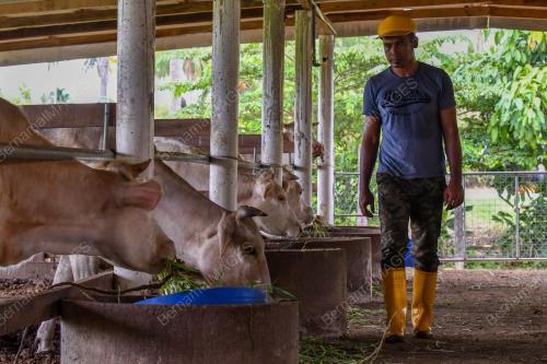 PENTERNAK LEMBU