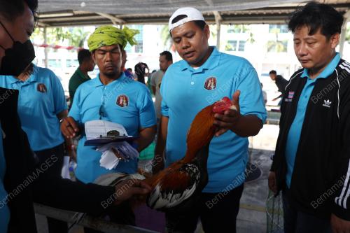 PERTANDINGAN RATU AYAM PERINGAT NASIONAL