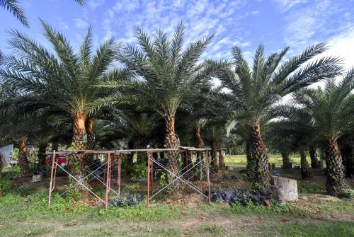 TUAK KURMA