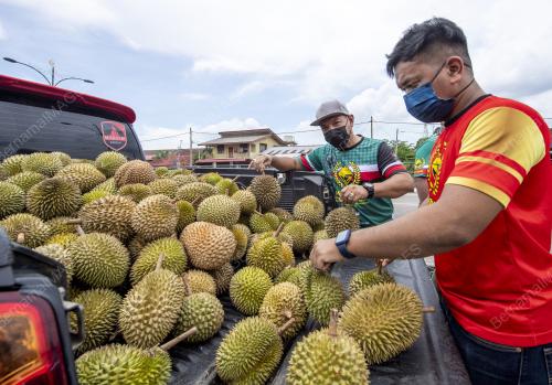 DURIAN PERCUMA PANDU LALU