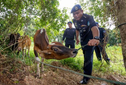 KB02_24082016_LEMBU
