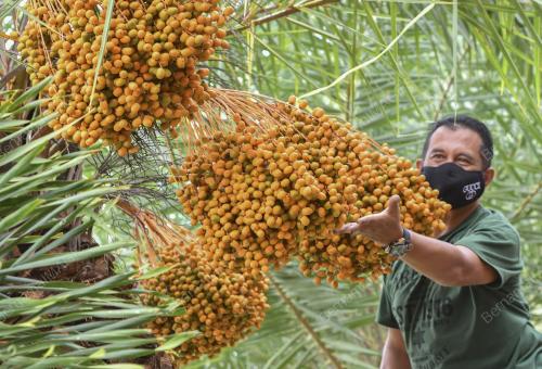 POKOK KURMA