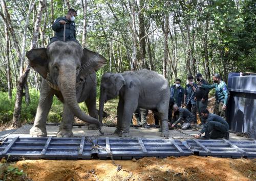 OPERASI PINDAH GAJAH