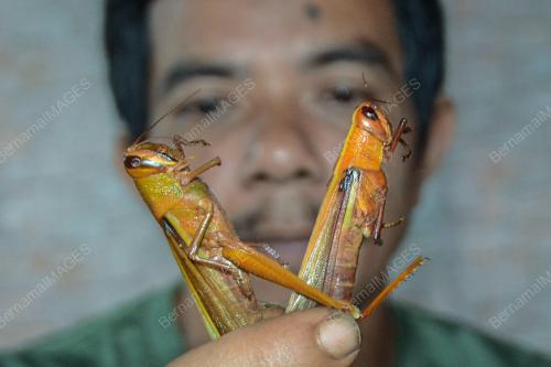 BELALANG PADI