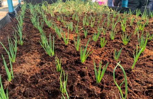 PROJEK TANAMAN BAWANG KELANTAN