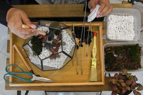 TERRARIUM HIASAN