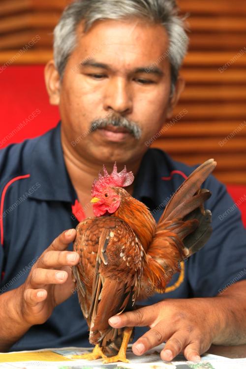 AYAM KATEK