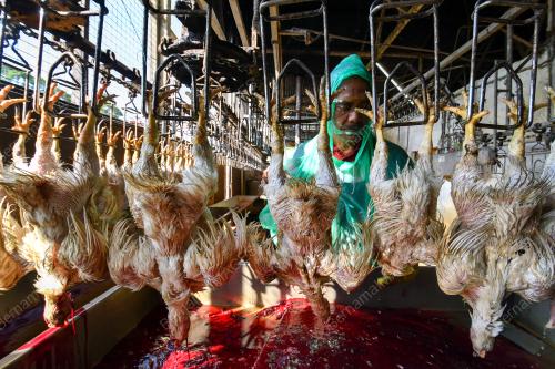 PUSAT PENYEMBELIHAN AYAM