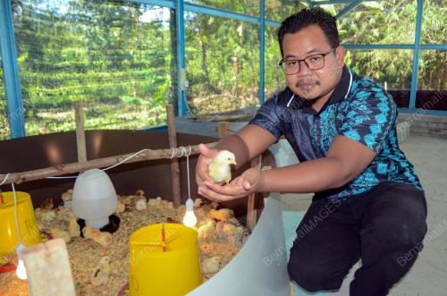 GRADUAN TERNAK AYAM KAMPUNG