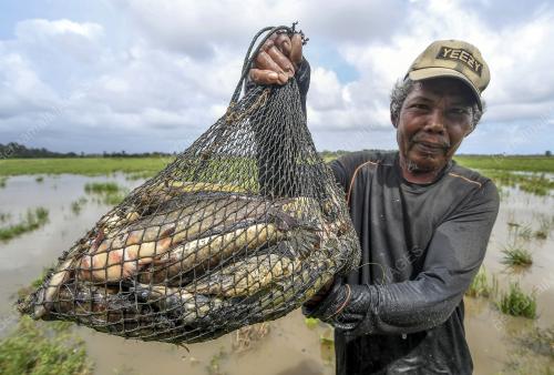 KB02_28112019_IKAN_DARAT