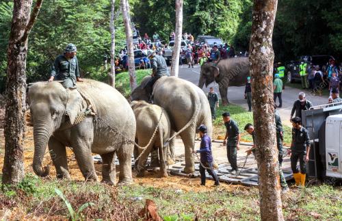 PINDAH GAJAH LIAR